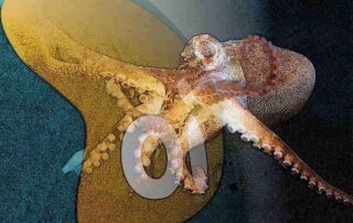 A venda da Oi e o Cade