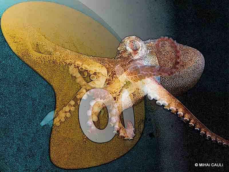 A venda da Oi e o Cade